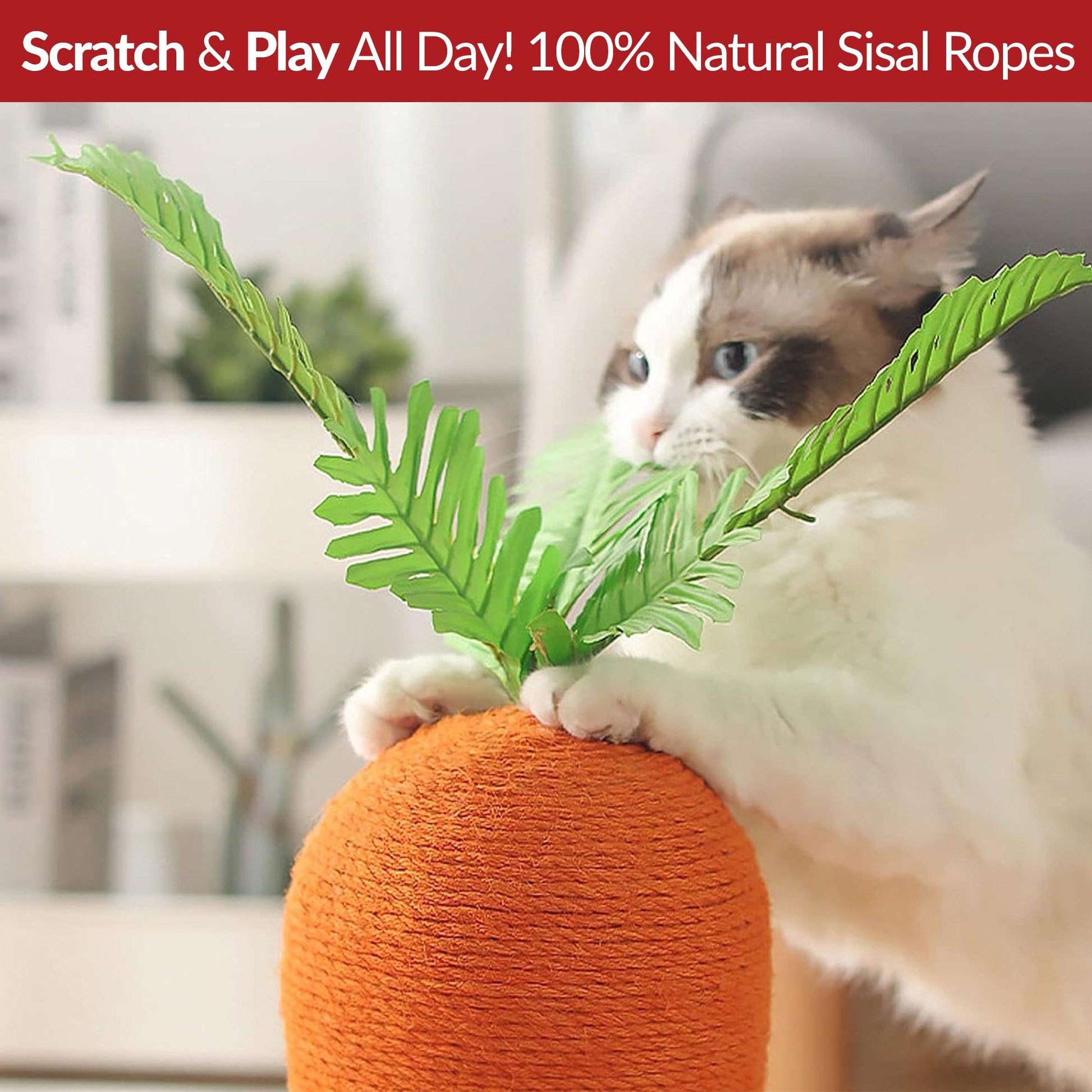 Novelty Cat Scratchers