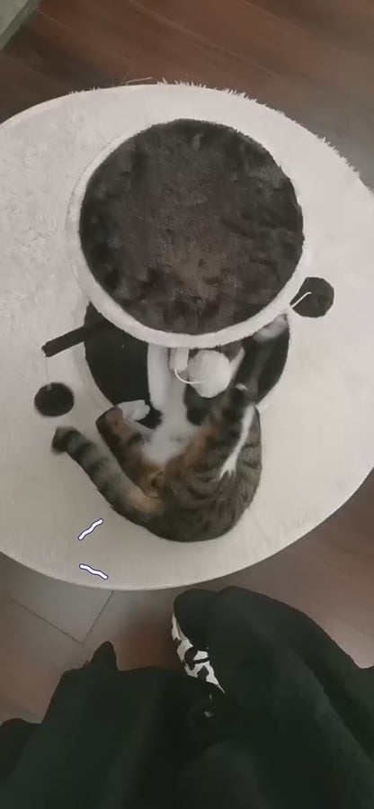 Kitty Cat Play Scratching